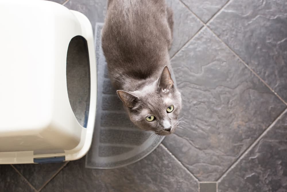 Cystitis in Cats Cystitis in Cats