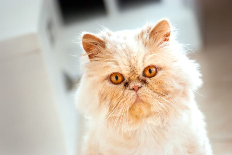 FLUTD in cats