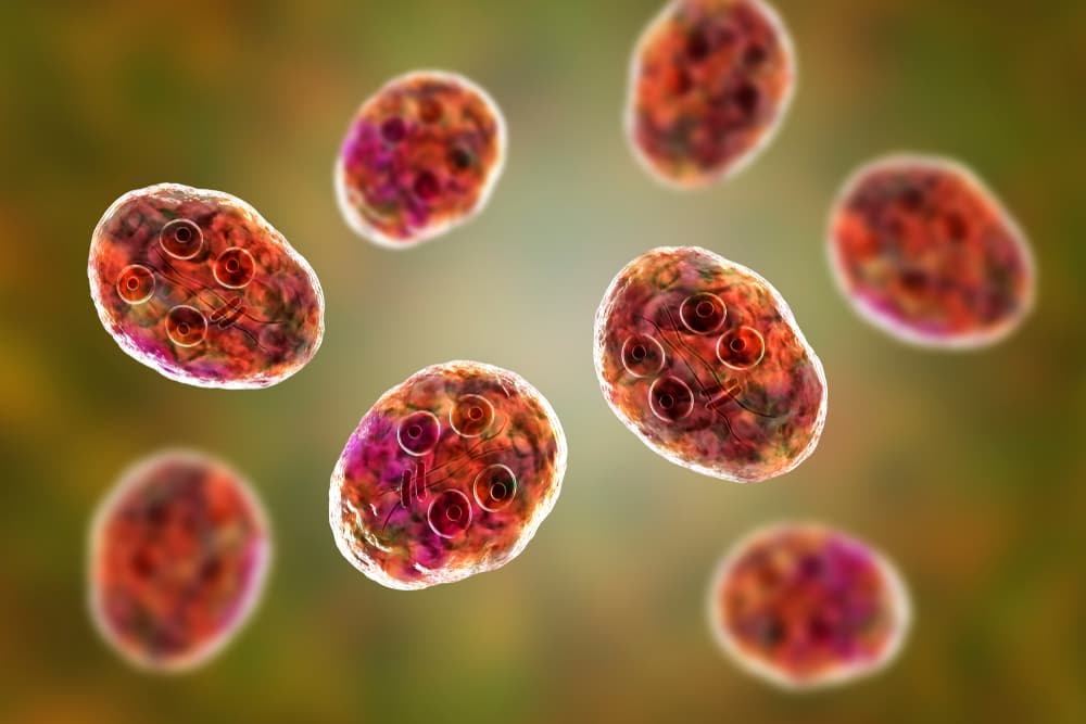 Giardia in Cats Great Pet Care