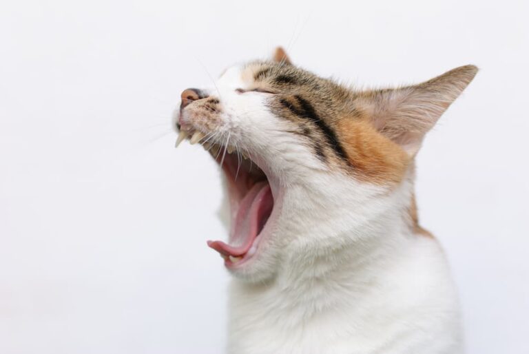 A cat that might have gingivitis
