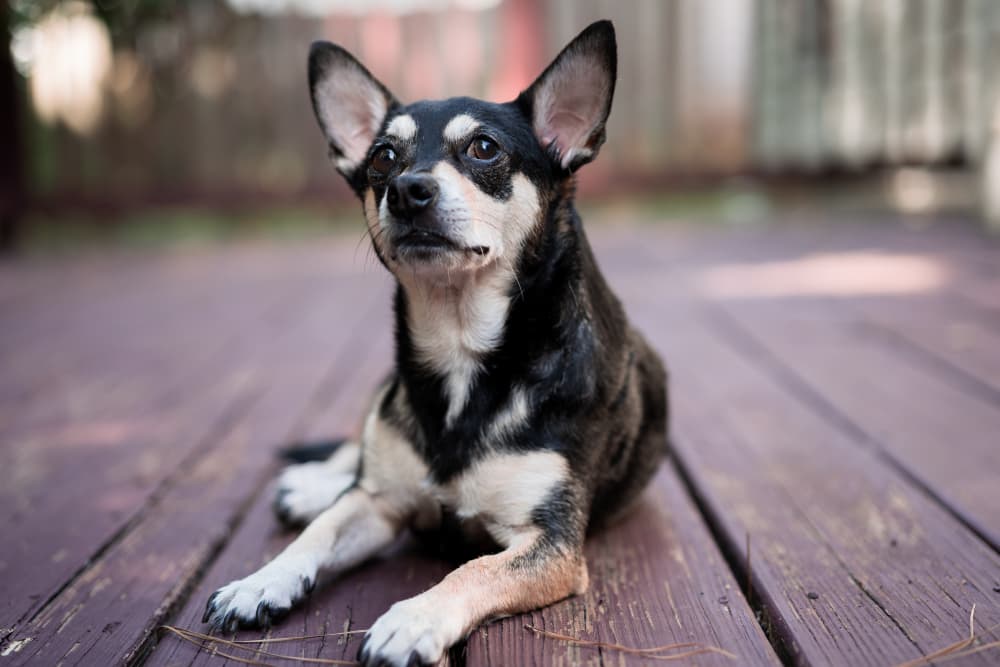 Meningitis in Dogs Meningitis in Dogs