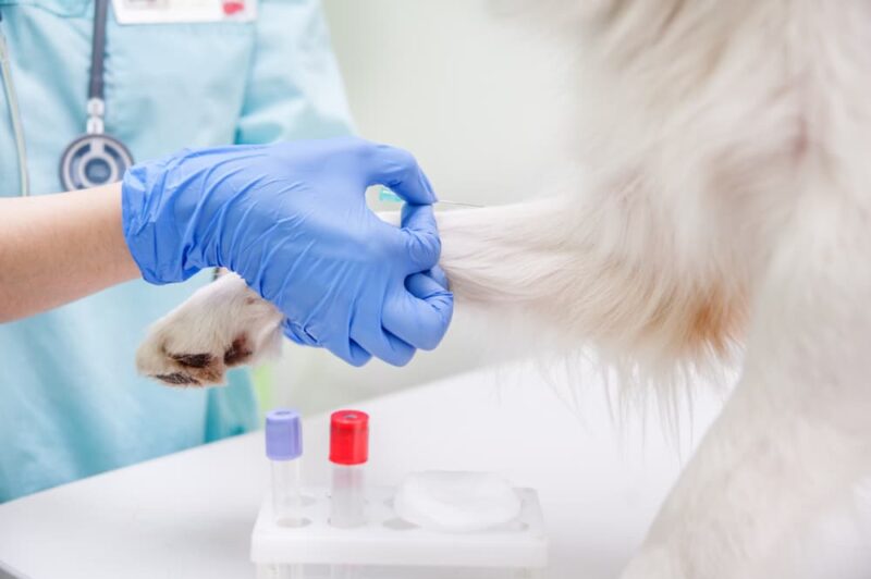 Staph Infection in Dogs Great Pet Care