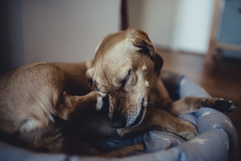 A dog potentially suffering from a staph infection