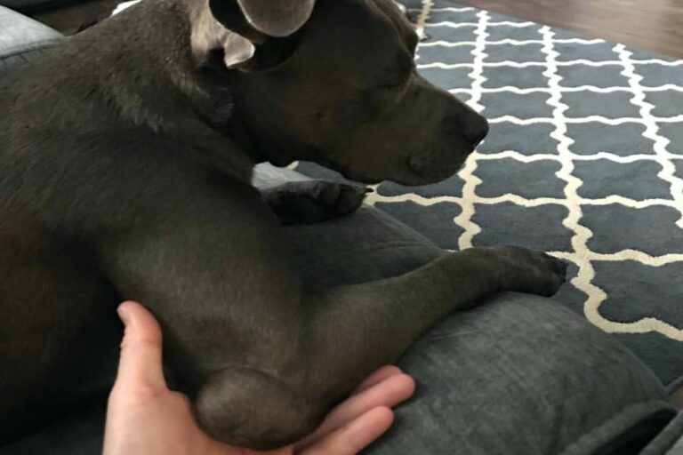 A dog with a hygroma on the elbow