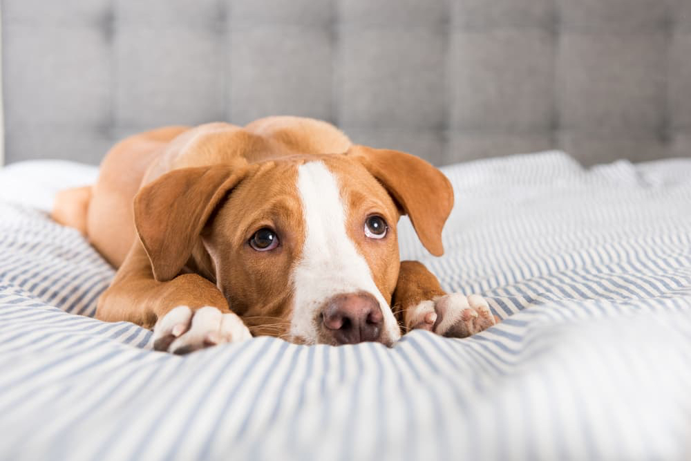 Pancreatitis in Dogs Pancreatitis in Dogs