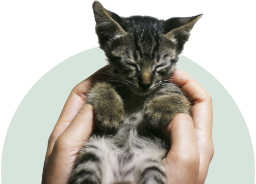 gray cat under yellow circle background