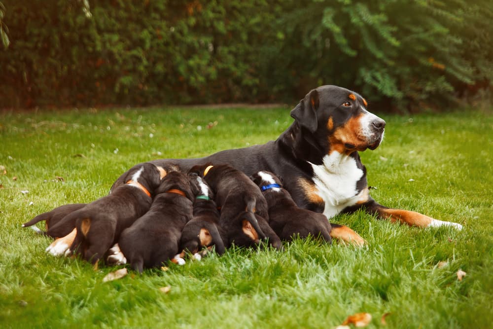Mastitis in Dogs Mastitis in Dogs