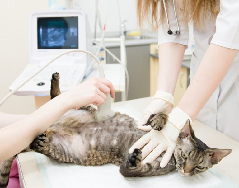 Cat Pregnancy What to Expect Great Pet Care
