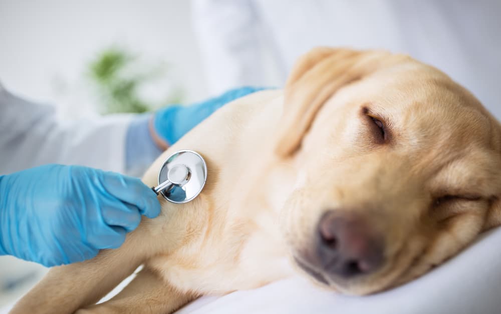 Addison’s Disease in Dogs Great Pet Care