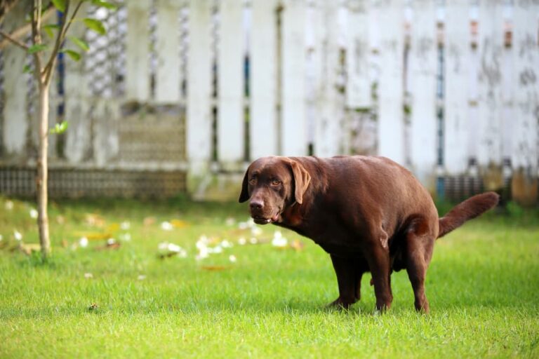 Dog with gastroenteritis
