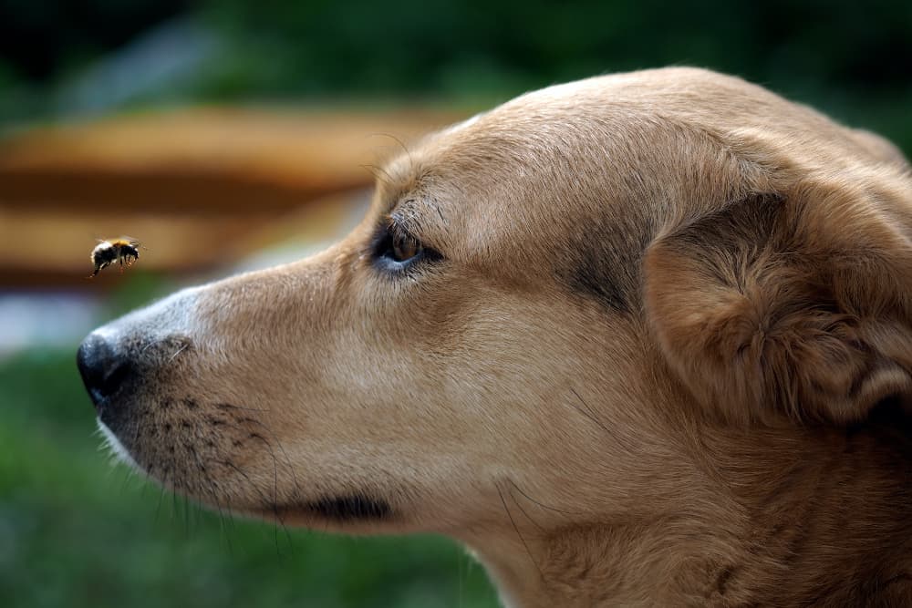 What to Do If Your Dog is Stung By a Bee What to Do If Your Dog is Stung By a Bee