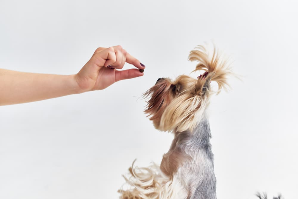 milk thistle safe for dogs