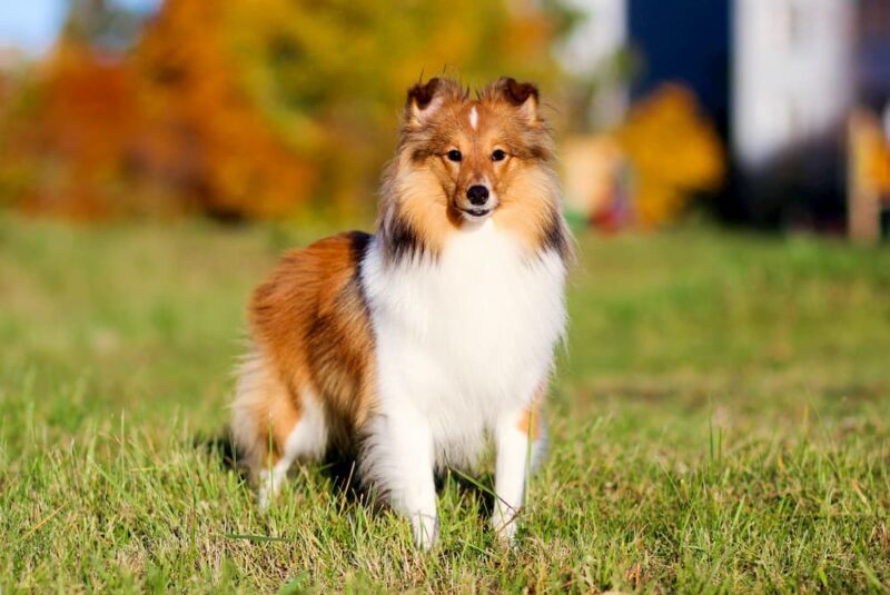 Lupus in Dogs Great Pet Care