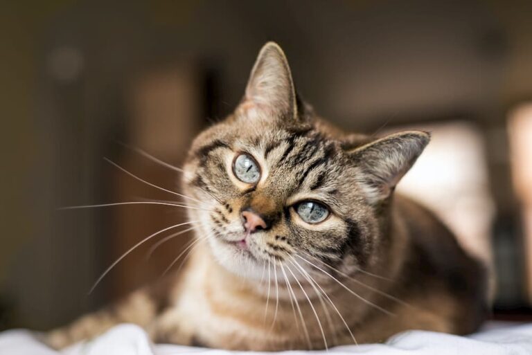 cat with heart failure