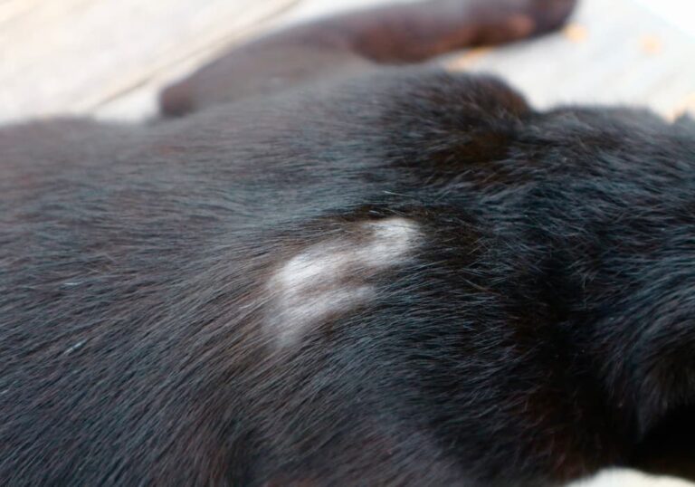 Lupus in Dogs Great Pet Care