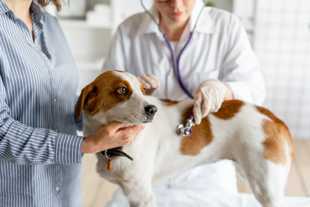 Pyometra in Dogs Pyometra in Dogs