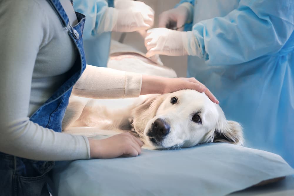 Pyometra in Dogs Great Pet Care
