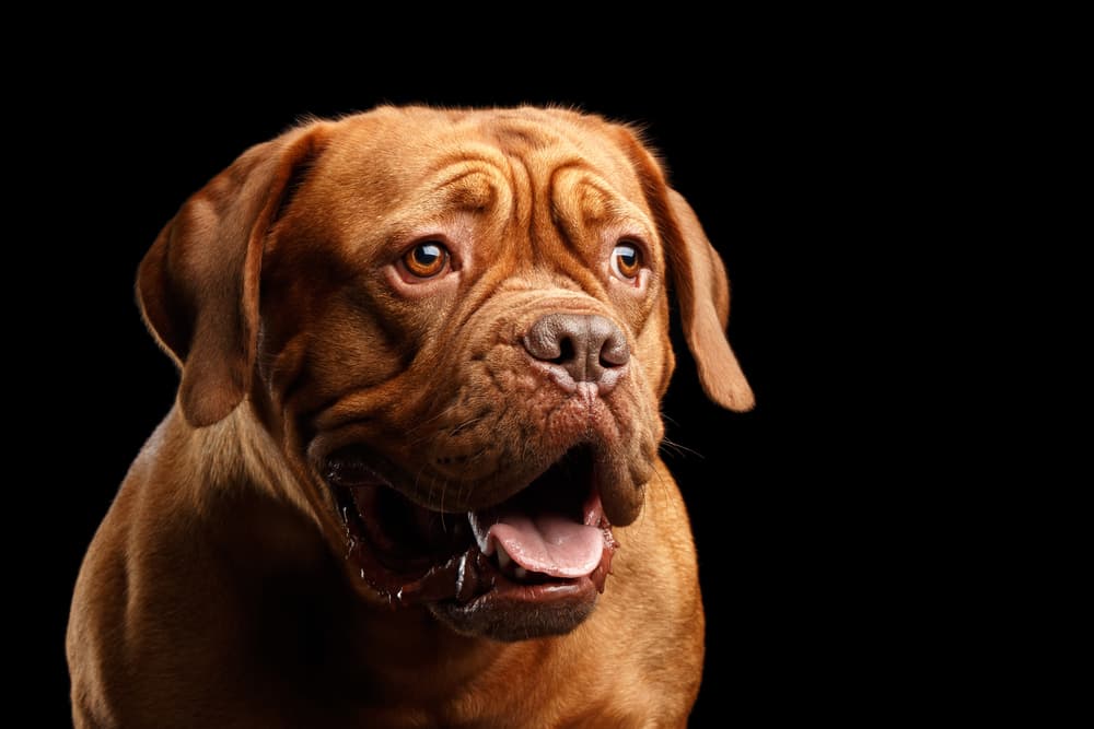 Bronchitis in Dogs | Great Pet Care