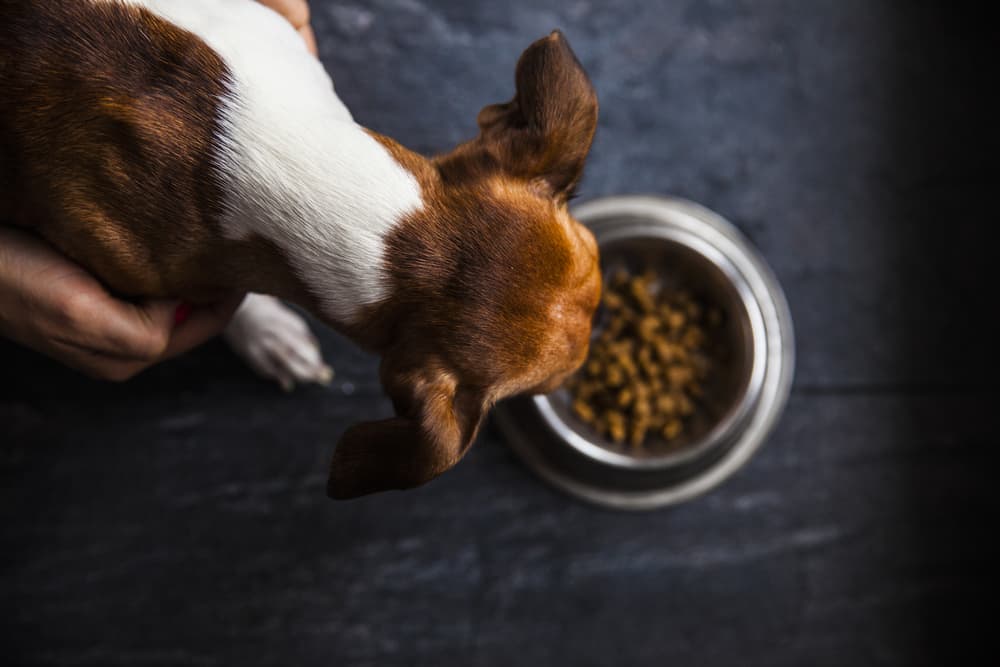 Protein for Dogs: Everything You Need to Know Protein for Dogs: Everything You Need to Know