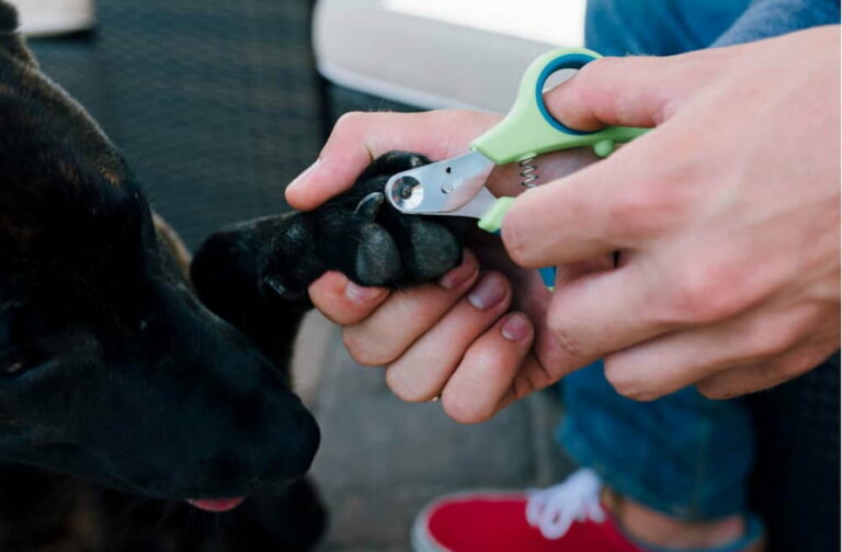 How to Use Dog Nail Clippers Great Pet Care