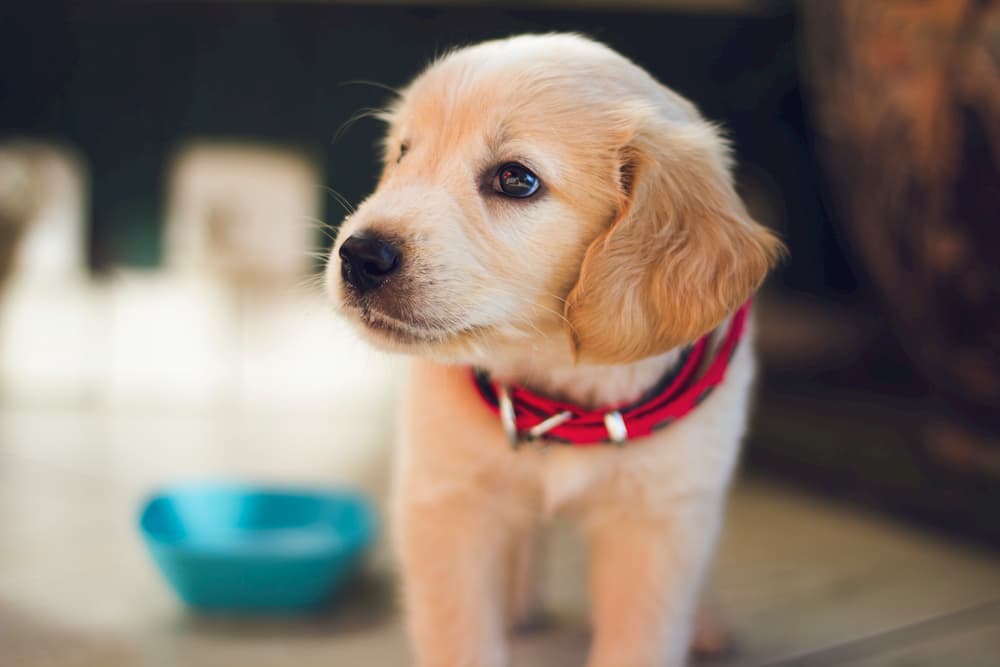 Pyoderma in Dogs Pyoderma in Dogs