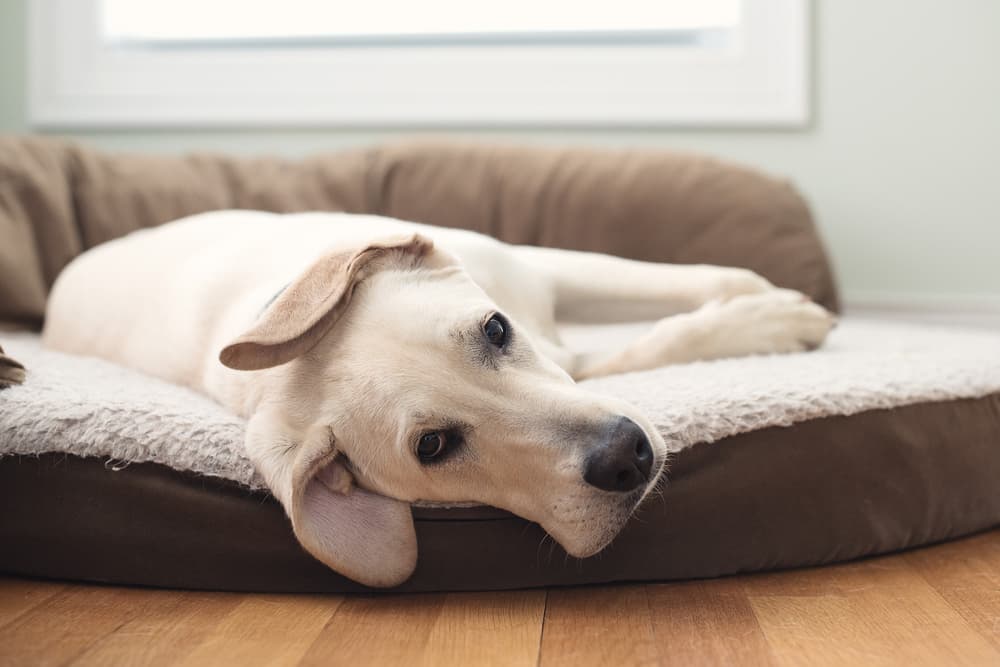 Hypoglycemia in Dogs Hypoglycemia in Dogs