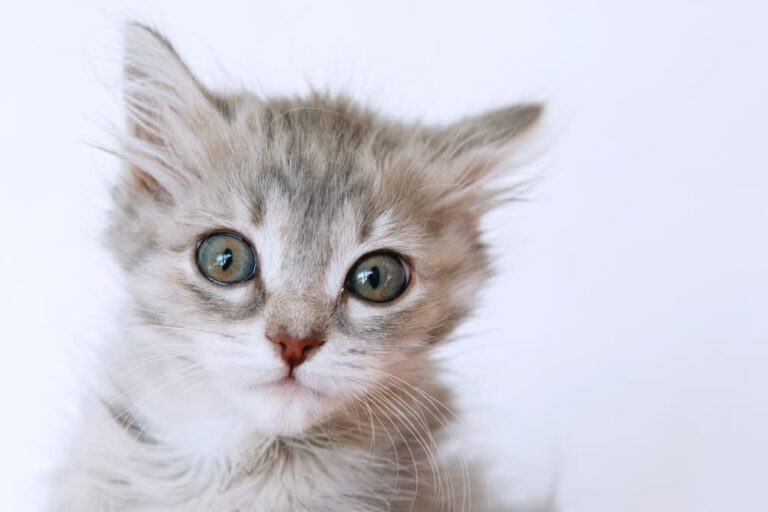 cat heart murmurs