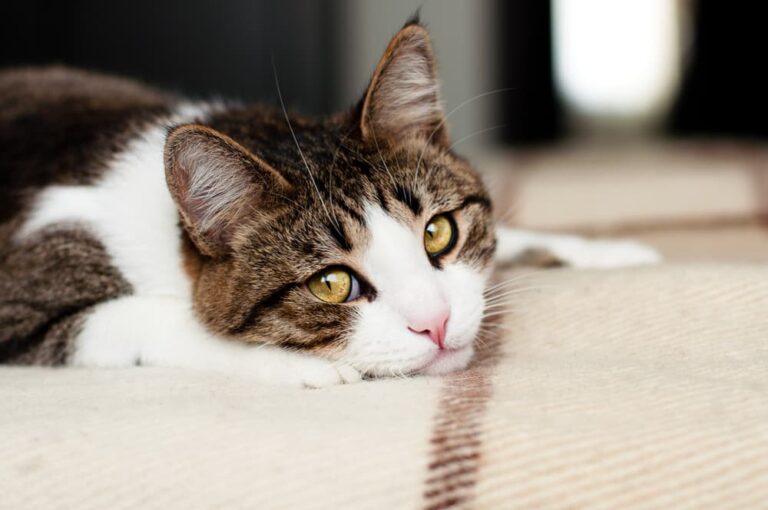 FIP in cats