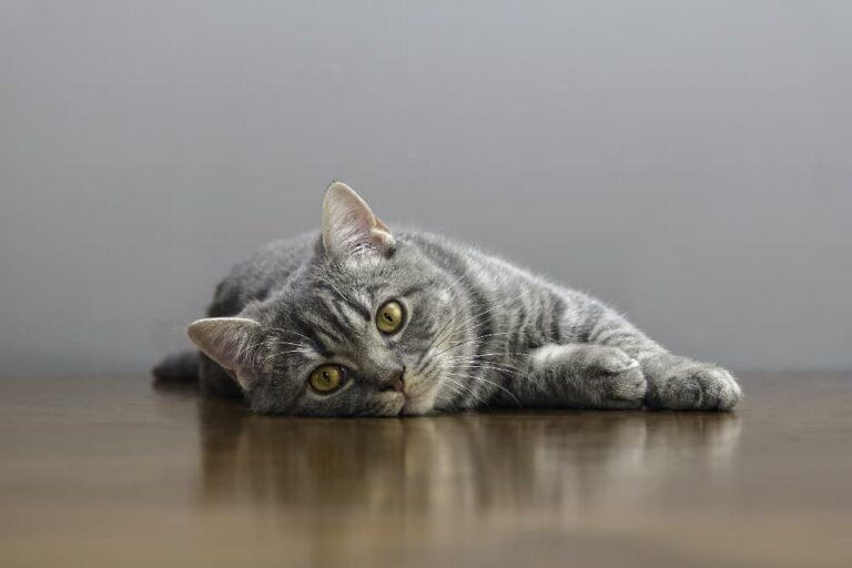 Cat with tapeworms