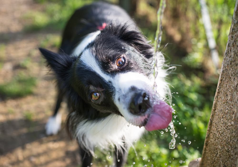 How Much Water Should a Dog Drink? Great Pet Care
