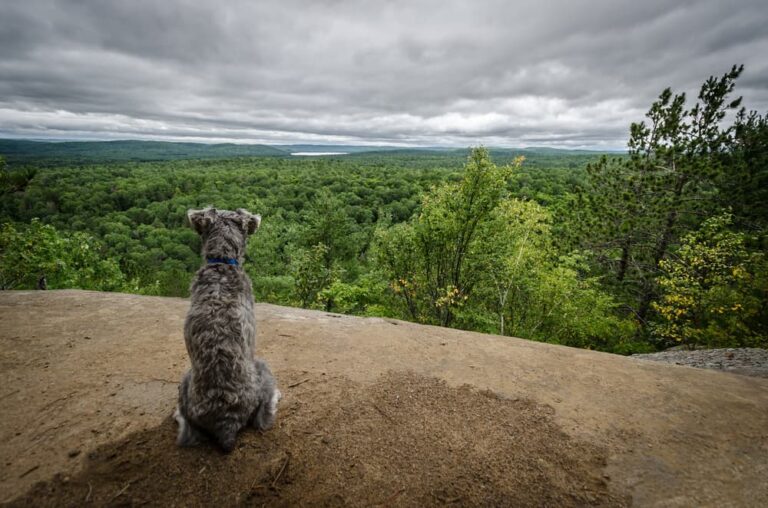 dog sits on hill in park