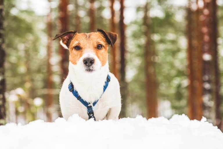 dog in snow