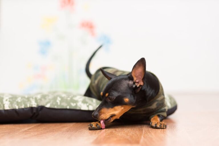 dog licks paw