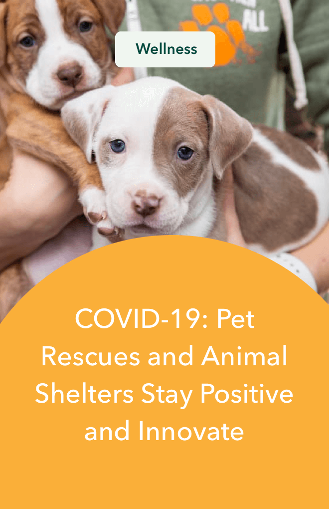 9 Simple Ways to Bond With Your Dog at Home Great Pet Care