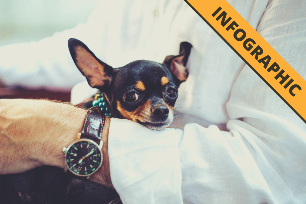 Infographic: COVID-19 and Pets Infographic: COVID-19 and Pets