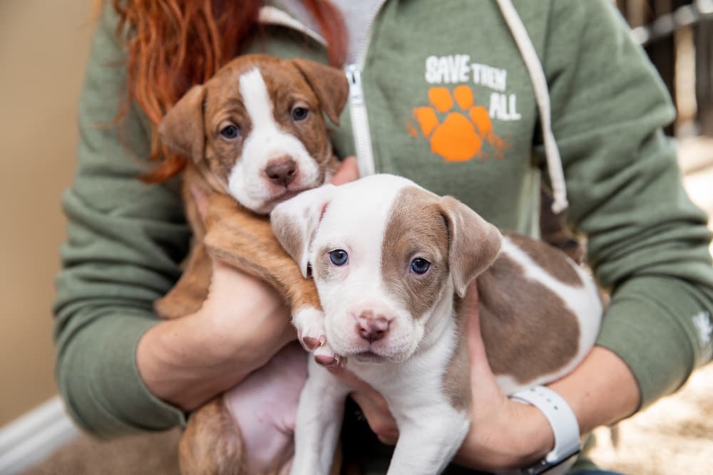 COVID-19: Pet Rescues and Animal Shelters Stay Positive and Innovate COVID-19: Pet Rescues and Animal Shelters Stay Positive and Innovate