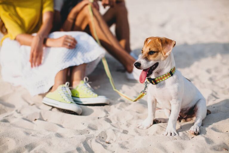 couple with dog at beach