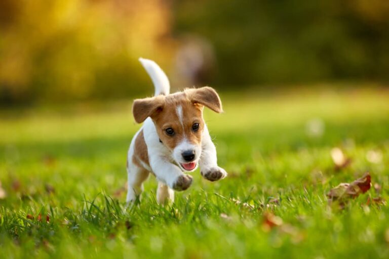 puppy plays in park