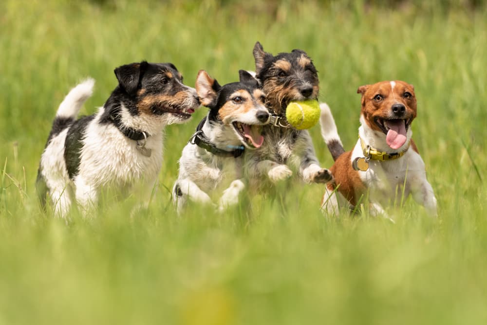 Why Internal Parasites in Dogs are Becoming More Common Why Internal Parasites in Dogs are Becoming More Common