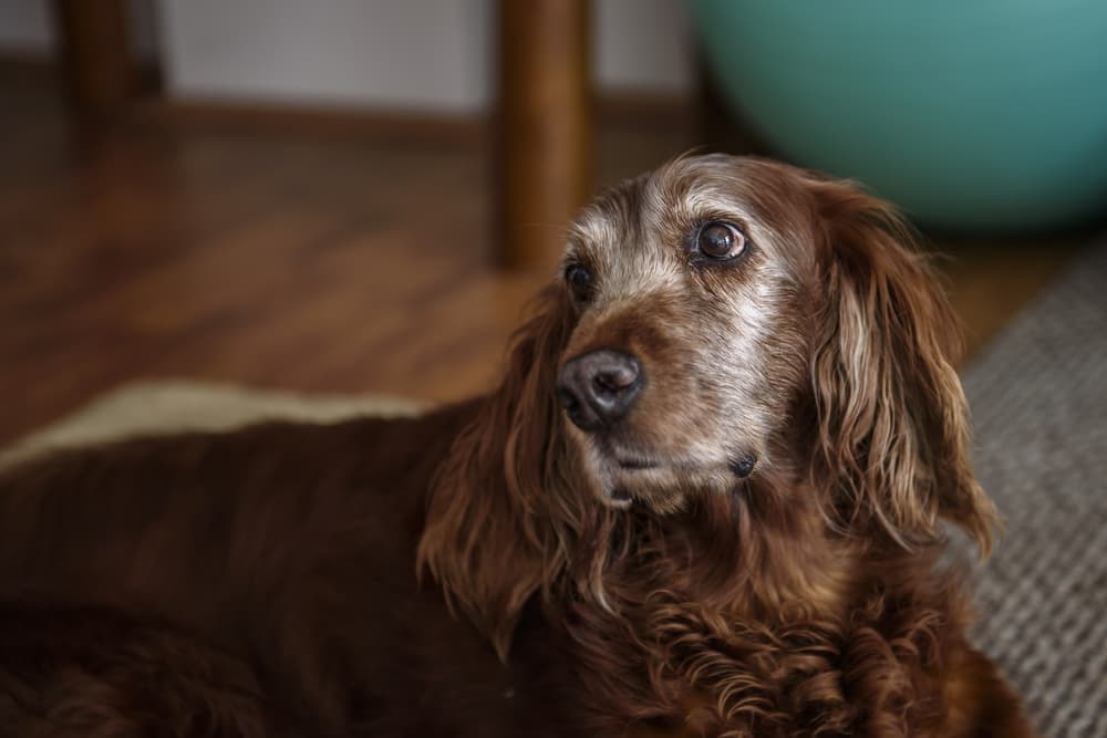 Lipomas in Dogs Lipomas in Dogs