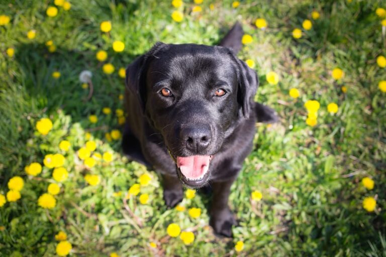 Black Labrador Retriever