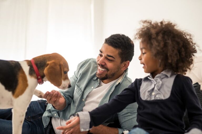 Pet toys for at-home play