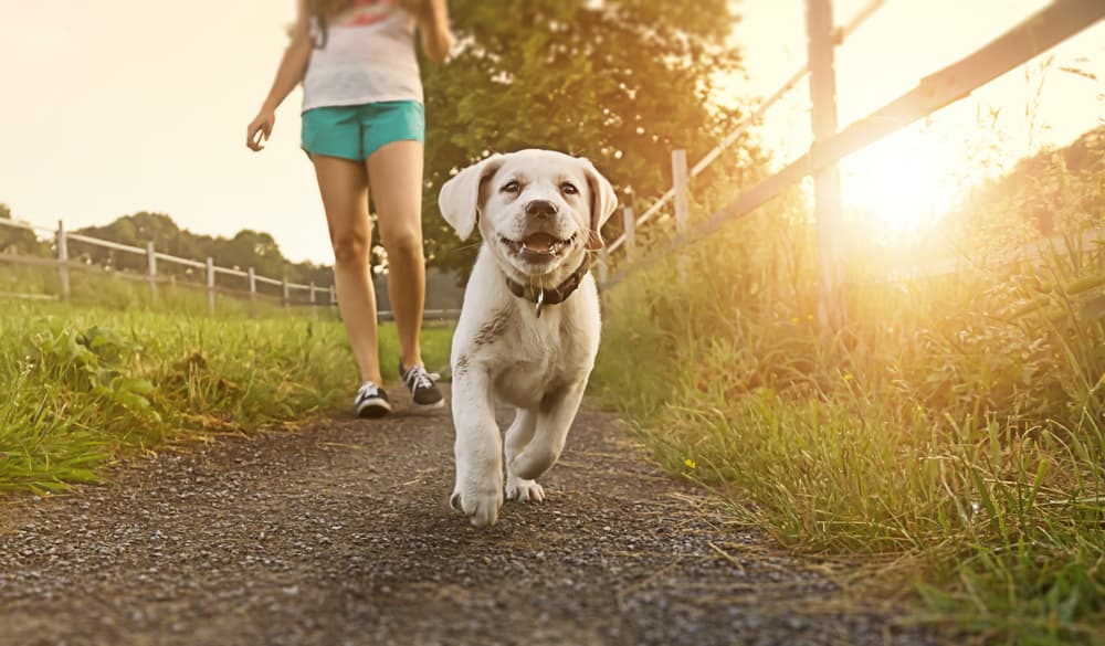 Roundworms in Dogs Roundworms in Dogs