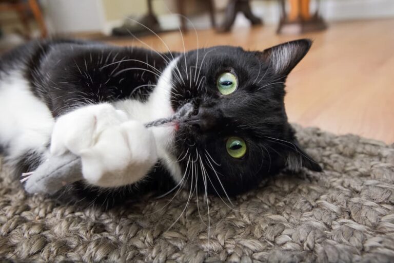 cat playing with catnip toy