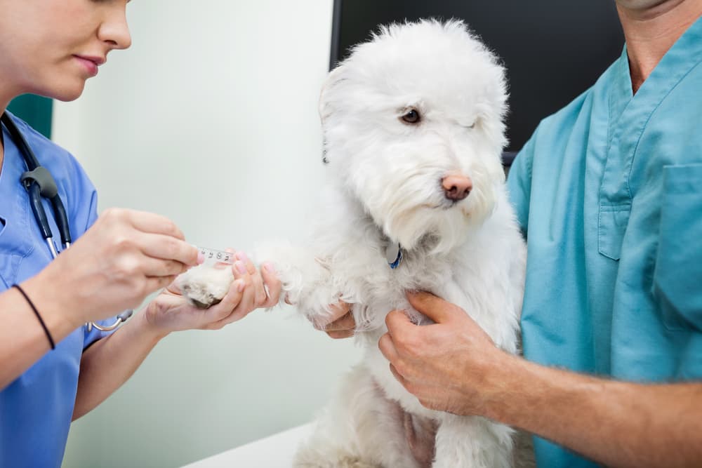 Heart Murmur in Dogs Great Pet Care