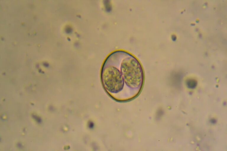 Coccidia in Dogs Great Pet Care