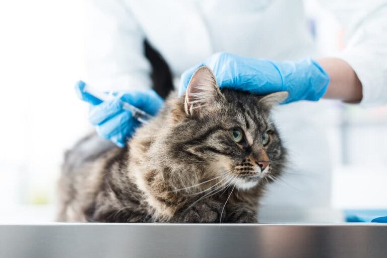 All About Feline Herpes Great Pet Care