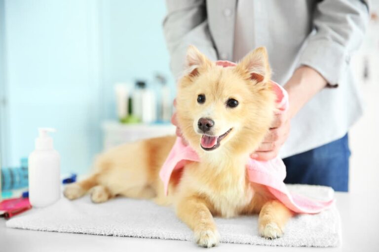 Dog at groomer