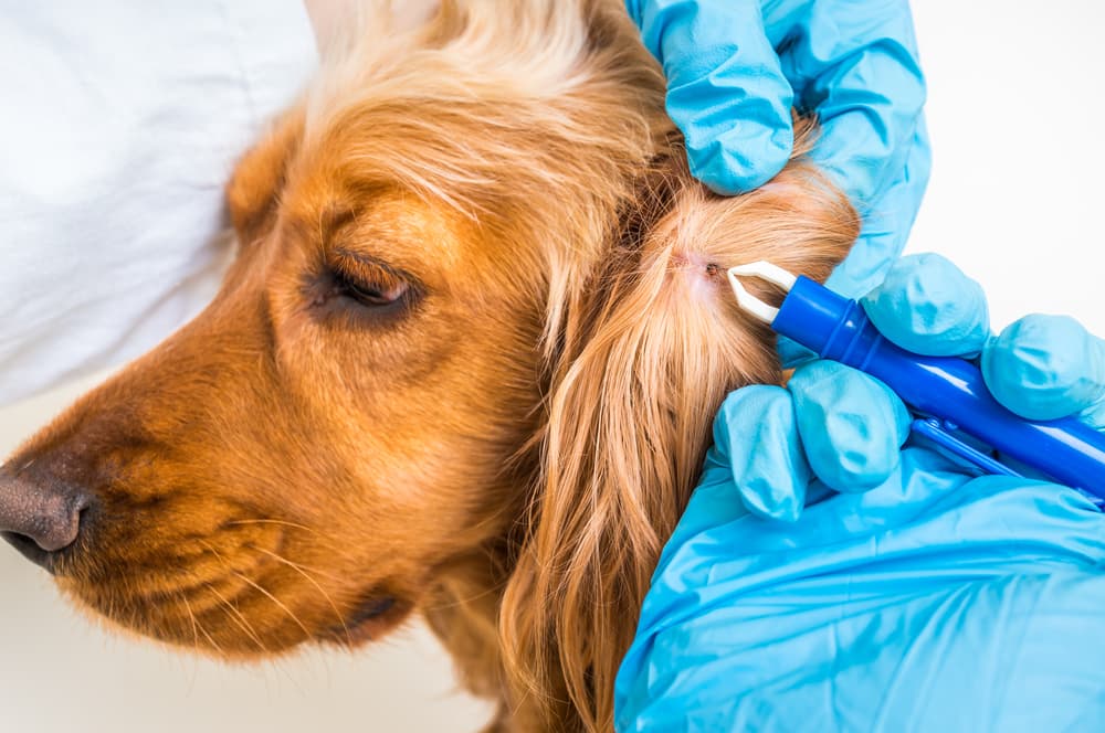 Lyme Disease in Dogs Great Pet Care