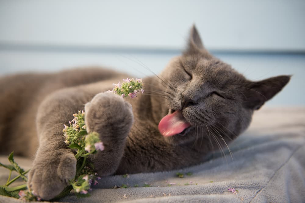 Why Do Cats Like Catnip Great Pet Care